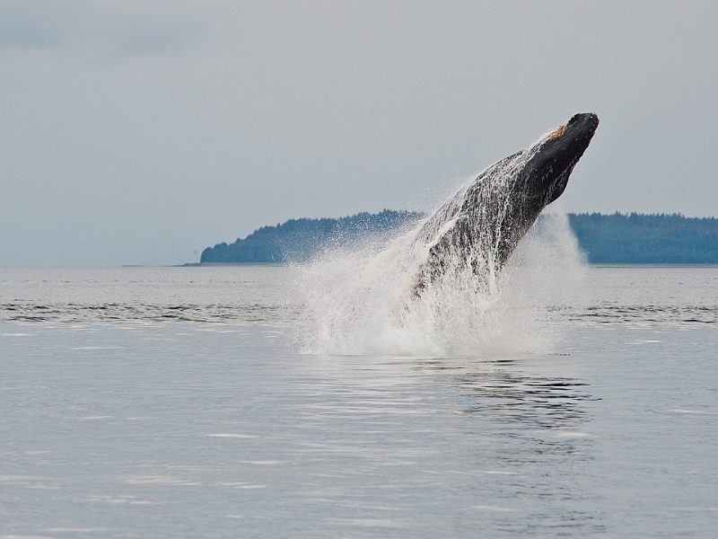 Alaska Wildlife-11.JPG